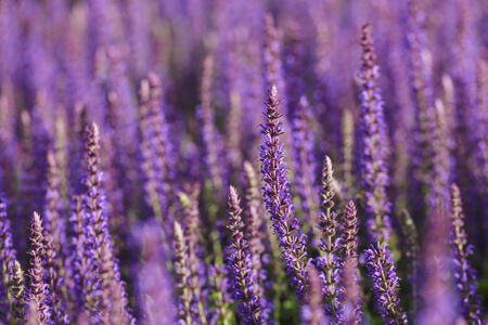 Lavender background