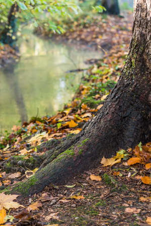 tree trunk in forestの写真素材