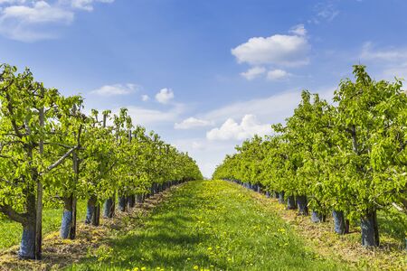 fruit tree plantationの写真素材