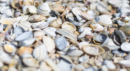 background with shells