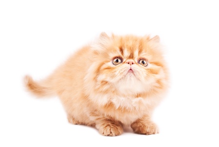 Portrait of  playing persian cat on a brown background. Studio shot.の写真素材