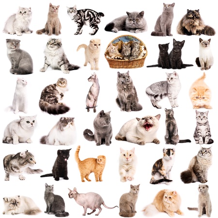 Group of 36 cats breeds in front of a white background の写真素材