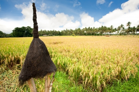 Rice field. Bali, Indonesiaの写真素材