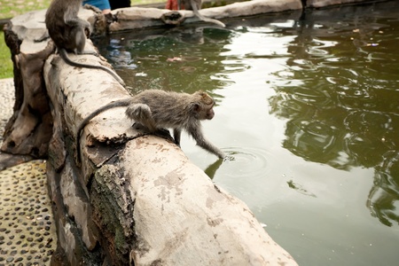 monkeys in Sacred Monkey Forest in Ubud Bali Indonesia.