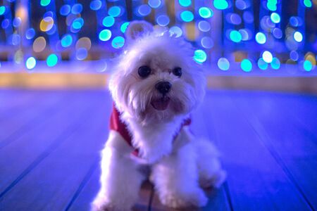 Christmas dogの写真素材