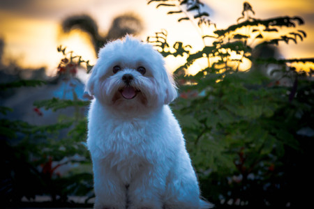 Dog Sunsetの写真素材