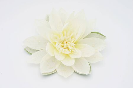 Lotus flowerの写真素材