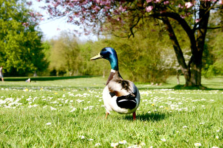 Duck の写真素材