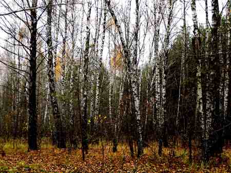 birch grove in Zhlobinの写真素材