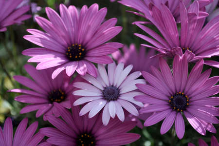 Chromatic daisy anomaly
