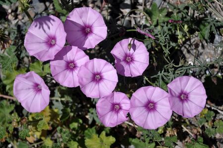 wild purple morning glory, cluster