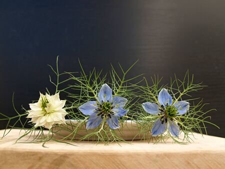 blue flowers in rowの写真素材