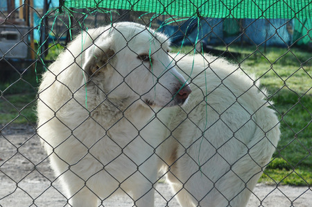 guard dog behind the fence