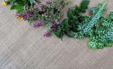 Wild spring herbs on a burlapの写真素材