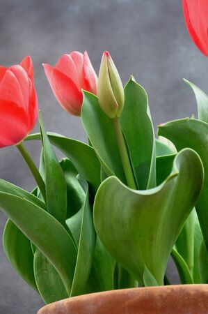 red elegant tulips on potの写真素材