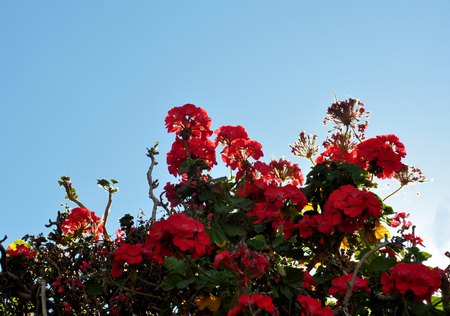 geraniums full sunの写真素材