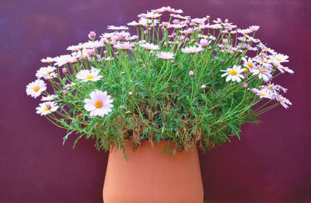 Pink daisies on clay potの写真素材