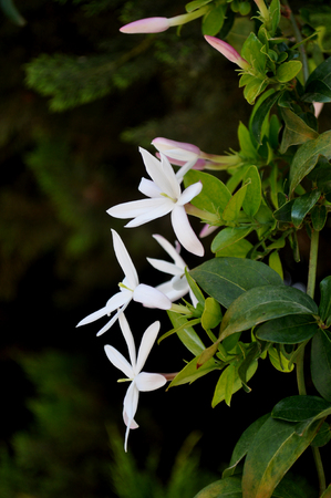 Jasminum multipartitum on branchの写真素材