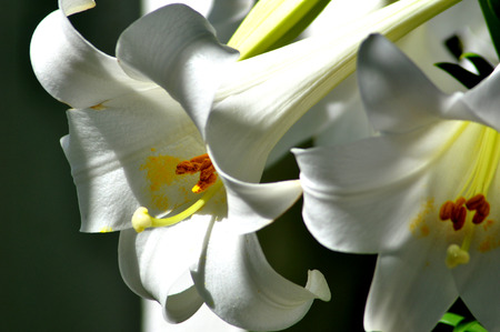 White lily scented with stamens and pistilの写真素材