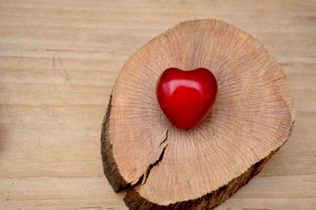 fresh cherries on a slice of oakの写真素材