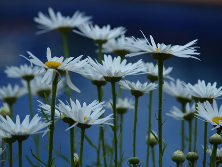 Very elegant afternoon garden with daisiesの写真素材