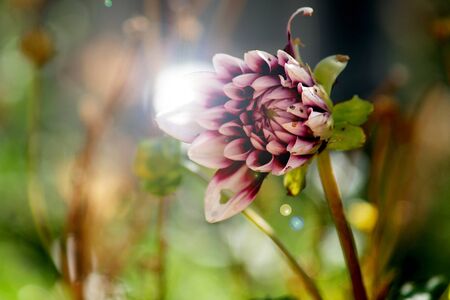 Dahlia tend food by insectsの写真素材