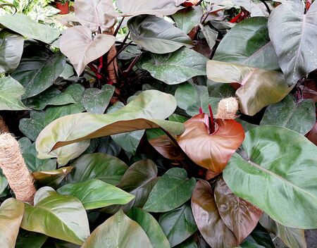 Very elegant natural multicolored plants and flowersの写真素材