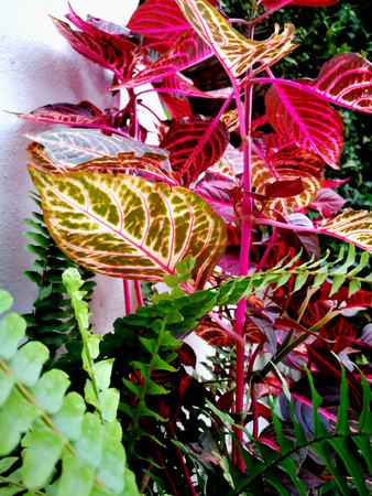 Coleus background