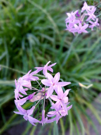 alium pink flowersの写真素材