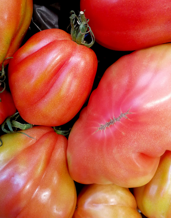 Authentic fresh tomatoesの写真素材