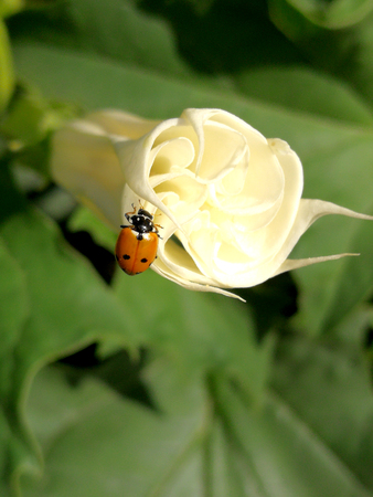 stramonium on branch and ladybugの写真素材