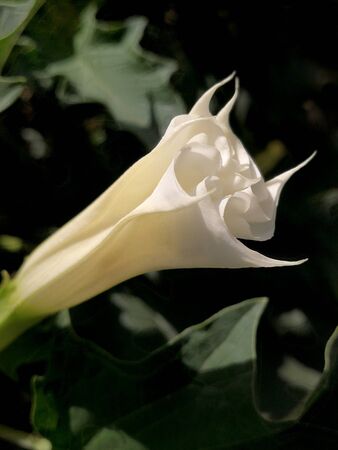 stramonium on branchの写真素材