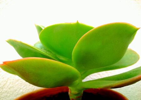 Succulent leaves on whiteの写真素材