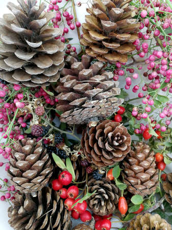 Christmas cards with berries and cone pinesの写真素材
