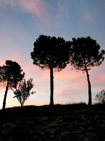 Beautiful sunset with silhouettes of treesの写真素材