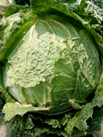 cabbage with green leaves