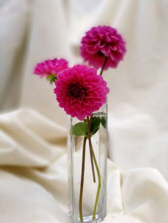 trhee pink dahlias stylized bouquetの写真素材