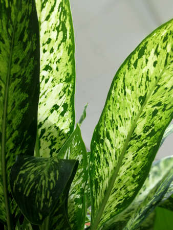 tropical green plantの写真素材