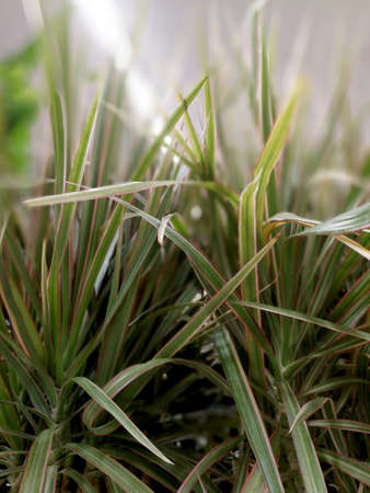 tropical green plantの写真素材