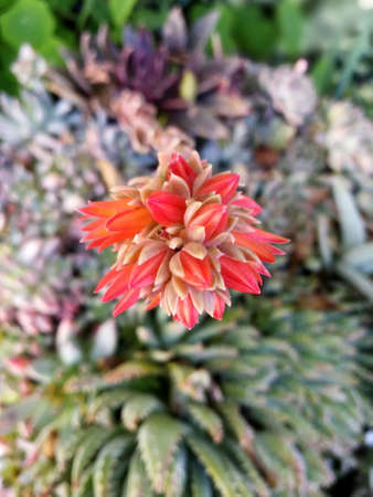 succulent flower plantの写真素材
