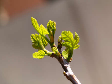 cherry blossom on branch
