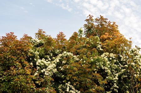 spring bushes with the sky in the background