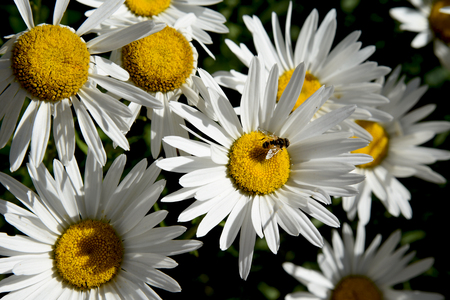 daisies with insect close upの写真素材