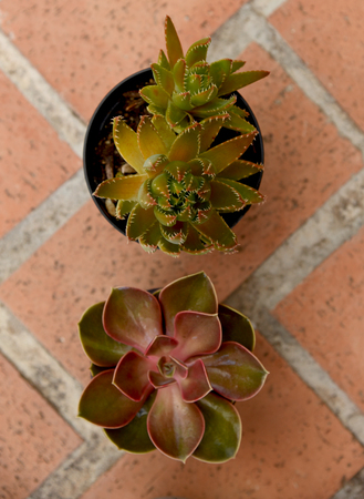 succulent plant on potsの写真素材