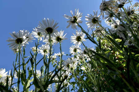 whitw daisies unusual view from belowの写真素材