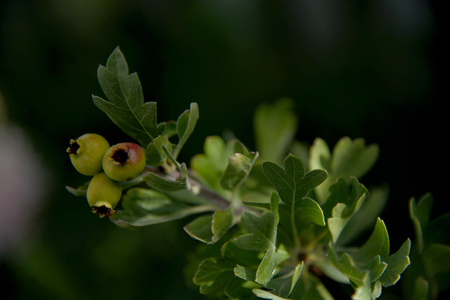 acerola ripening on branch,の写真素材