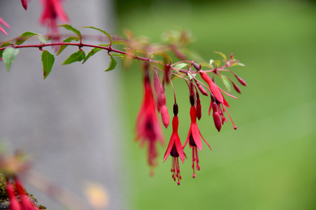 natural fuchsia flowers outdoors