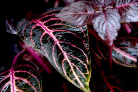 red leaves coleusの写真素材