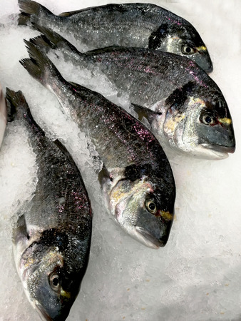 fresh gilthead at marketの写真素材