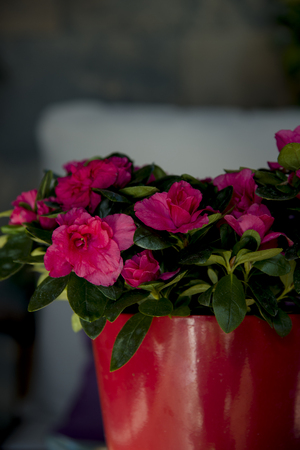 red rhododendron in a decorative red potの写真素材